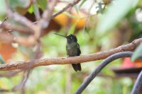 219 Kolibri &ndash; &copy; Susanne Schirmann (Eberhardt TRAVEL)