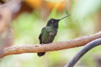 220 Kolibri &ndash; &copy; Susanne Schirmann (Eberhardt TRAVEL)