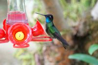 221 Kolibri &ndash; &copy; Susanne Schirmann (Eberhardt TRAVEL)