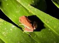 2. Tag – Nachtwanderung zur Froschbeobachtung in La Fortuna – Regenfrosch &ndash; &copy; Andreas Wolfsteller (Eberhardt TRAVEL)