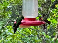 8. Tag – Monteverde – Kolibris am Café Kolibri &ndash; &copy; Andreas Wolfsteller (Eberhardt TRAVEL)