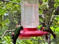 8. Tag – Monteverde – Kolibris am Café Kolibri &ndash; &copy; Andreas Wolfsteller (Eberhardt TRAVEL)