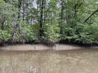 11. Tag – Erholung an der Drake Bay – Bootstour durch die Mangroven &ndash; &copy; Andreas Wolfsteller (Eberhardt TRAVEL)