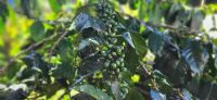 14 unreife Arabica Kaffeebohnen