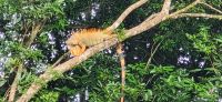 20 Iguana &ndash; &copy; Susanne Schirmann (Eberhardt TRAVEL)