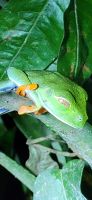 28 Rotaugenlaubfrosch