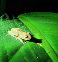 29 Laubfrosch &ndash; &copy; Susanne Schirmann (Eberhardt TRAVEL)