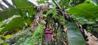 41 Bananenstaude &ndash; &copy; Susanne Schirmann (Eberhardt TRAVEL)