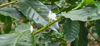 92 Kaffeeblüte &ndash; &copy; Susanne Schirmann (Eberhardt TRAVEL)
