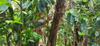 93 Kaffeekirschen &ndash; &copy; Susanne Schirmann (Eberhardt TRAVEL)
