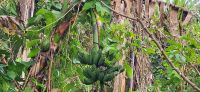 95 Kochbananen &ndash; &copy; Susanne Schirmann (Eberhardt TRAVEL)