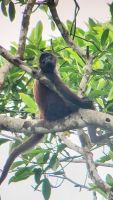 190 Klammeraffe &ndash; &copy; Susanne Schirmann (Eberhardt TRAVEL)