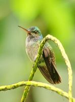 191 Kolibri &ndash; &copy; Susanne Schirmann (Eberhardt TRAVEL)