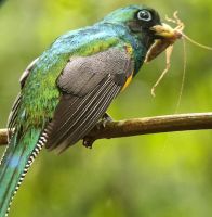 195 Drongo &ndash; &copy; Susanne Schirmann (Eberhardt TRAVEL)