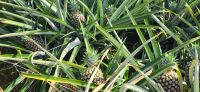 216 Ananas aus Costa Rica &ndash; &copy; Susanne Schirmann (Eberhardt TRAVEL)