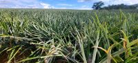 215 Ananasplantage &ndash; &copy; Susanne Schirmann (Eberhardt TRAVEL)