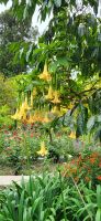 229 Trompetenblüten &ndash; &copy; Susanne Schirmann (Eberhardt TRAVEL)