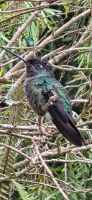 230 Kolibri &ndash; &copy; Susanne Schirmann (Eberhardt TRAVEL)