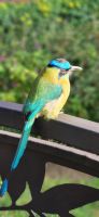 122 Mot Mot &ndash; &copy; Susanne Schirmann (Eberhardt TRAVEL)