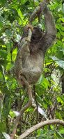 136 Tolle Faultierbegegnung &ndash; &copy; Susanne Schirmann (Eberhardt TRAVEL)