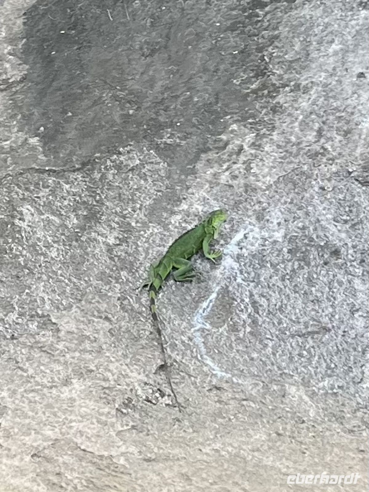 Grüner Leguan &ndash; &copy; Peggy Schkade (Eberhardt TRAVEL)