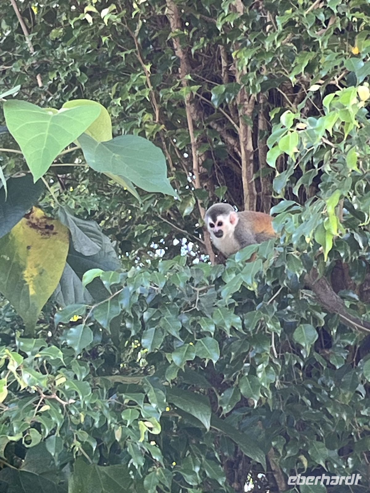 Totenkopfäffchen in Manuel Antonio &ndash; &copy; Peggy Schkade (Eberhardt TRAVEL)