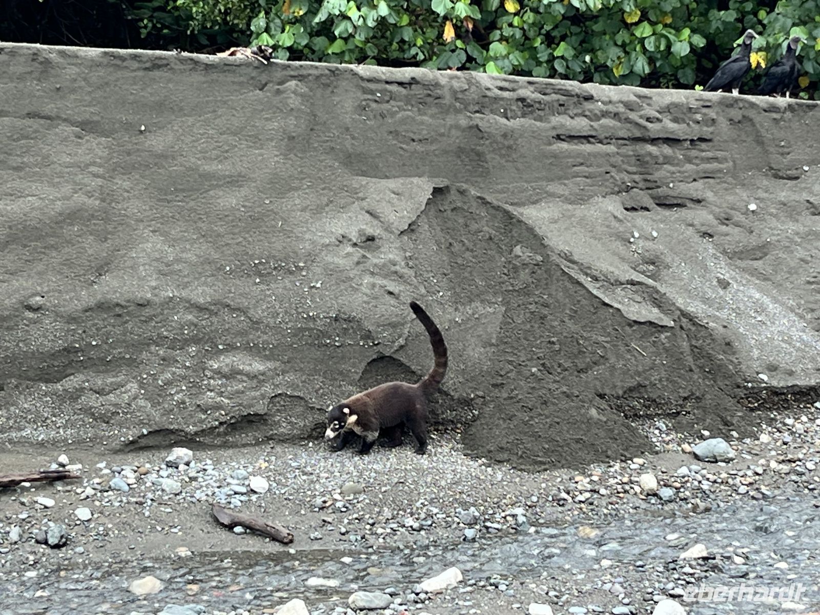 Nasenbär im Corcovado-Nationalpark &ndash; &copy; Peggy Schkade (Eberhardt TRAVEL)