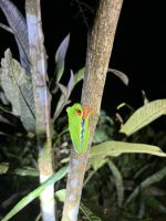 Rotaugenbaumfrosch &ndash; &copy; Peggy Schkade (Eberhardt TRAVEL)