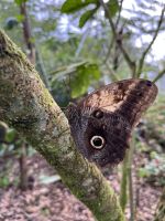 Blauer Morphofalter &ndash; &copy; Peggy Schkade (Eberhardt TRAVEL)