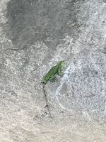 Grüner Leguan &ndash; &copy; Peggy Schkade (Eberhardt TRAVEL)