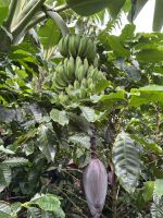 Bananenpflanze &ndash; &copy; Peggy Schkade (Eberhardt TRAVEL)