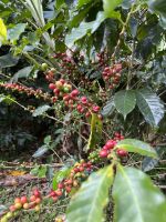 Kaffeepflanze &ndash; &copy; Peggy Schkade (Eberhardt TRAVEL)