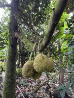 Jackfrucht