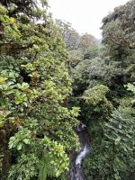 Nebelwald &ndash; &copy; Peggy Schkade (Eberhardt TRAVEL)