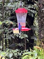 Kolibri &ndash; &copy; Peggy Schkade (Eberhardt TRAVEL)
