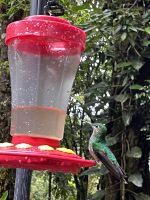 Kolibri &ndash; &copy; Peggy Schkade (Eberhardt TRAVEL)