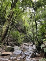 im Nebelwald &ndash; &copy; Peggy Schkade (Eberhardt TRAVEL)