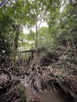 Ficus Root Bridge (Wurzelbrücke), Hotelnähe &ndash; &copy; Peggy Schkade (Eberhardt TRAVEL)