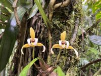 Orchideen &ndash; &copy; Peggy Schkade (Eberhardt TRAVEL)
