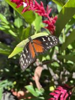 Schmetterling &ndash; &copy; Peggy Schkade (Eberhardt TRAVEL)