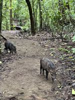 Pekari im Corcovado-Nationalpark &ndash; &copy; Peggy Schkade (Eberhardt TRAVEL)