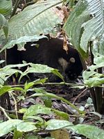 Nasenbär &ndash; &copy; Peggy Schkade (Eberhardt TRAVEL)