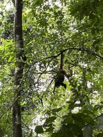 Spider Monkey &ndash; &copy; Peggy Schkade (Eberhardt TRAVEL)