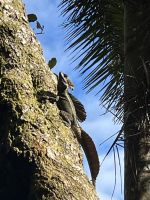 Basilisk &ndash; &copy; Peggy Schkade (Eberhardt TRAVEL)