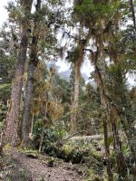 riesige Eichen &ndash; &copy; Peggy Schkade (Eberhardt TRAVEL)
