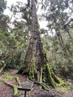 1000 jähriger Baum &ndash; &copy; Peggy Schkade (Eberhardt TRAVEL)