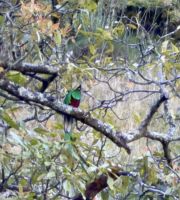 Quetzal &ndash; &copy; Peggy Schkade (Eberhardt TRAVEL)