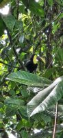 32 Goldkehltukan &ndash; &copy; Susanne Schirmann (Eberhardt TRAVEL)