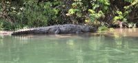 43 riesiges Krokodil am Ufer &ndash; &copy; Susanne Schirmann (Eberhardt TRAVEL)