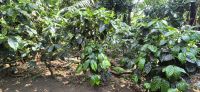 86 Kaffeestrauch von Dona Hermida &ndash; &copy; Susanne Schirmann (Eberhardt TRAVEL)